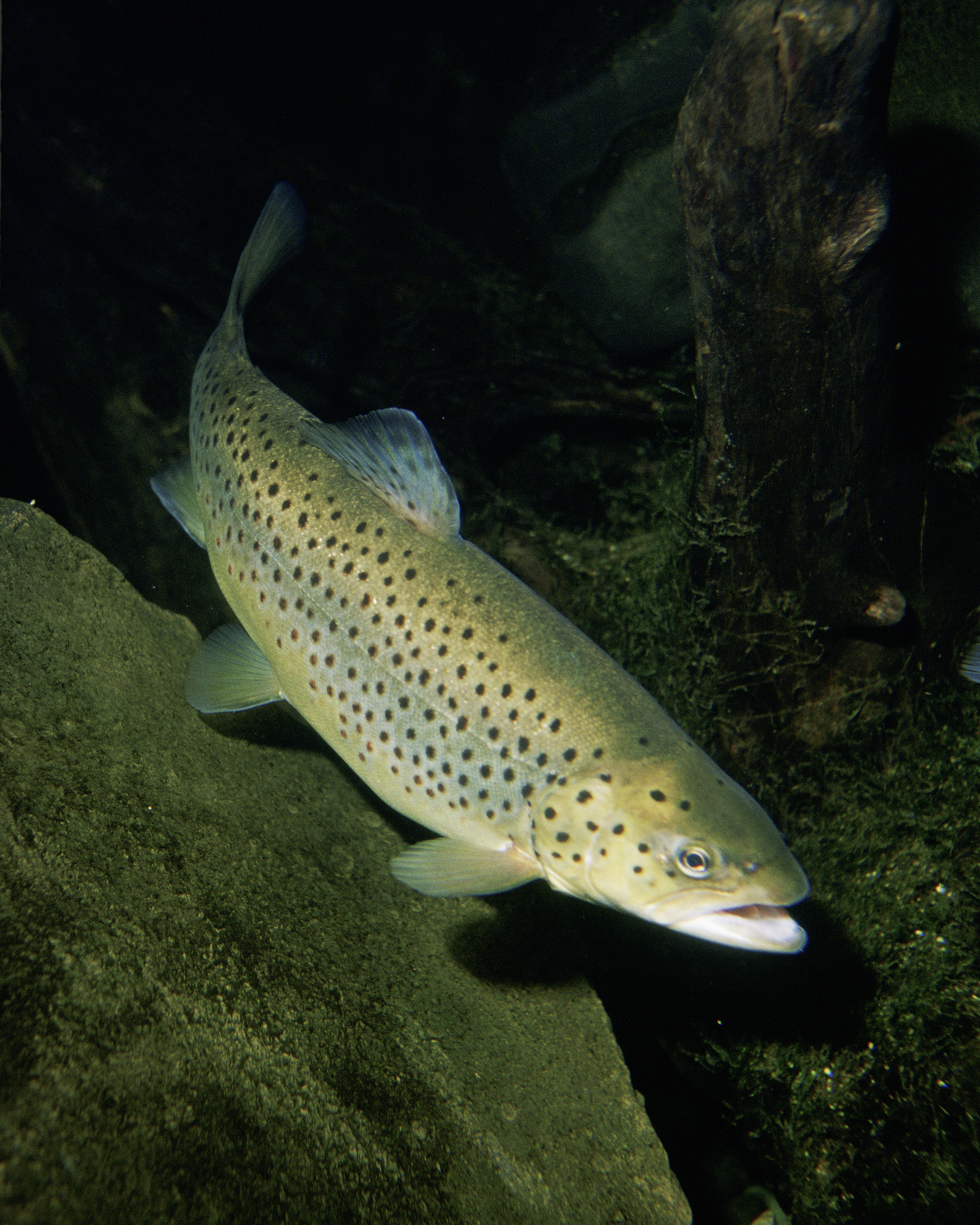 Salmo trutta: (Author, copyrigth Eric Engbretson for U.S. Fish and Wildlife Service)